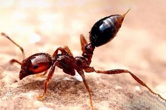 紅火蟻的防治